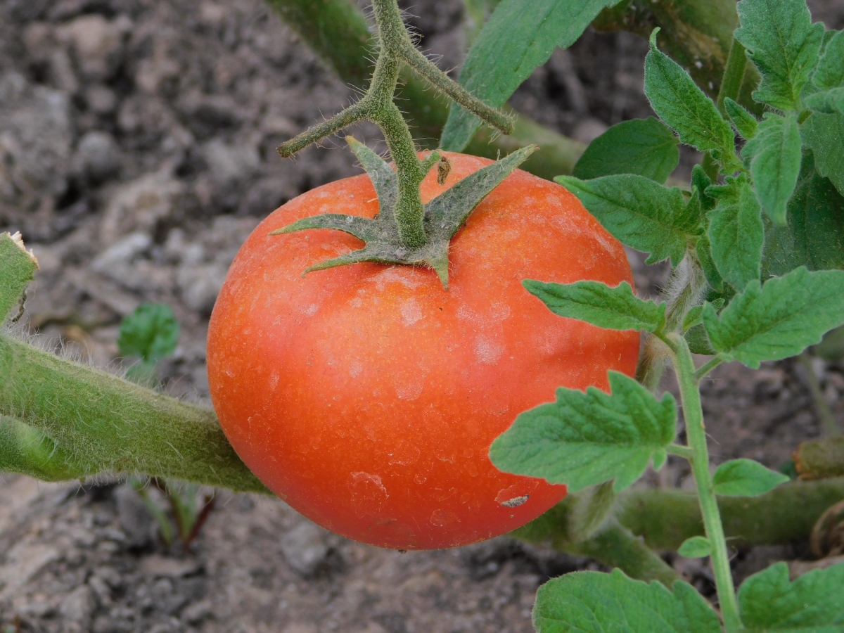 Tomate de la huerta