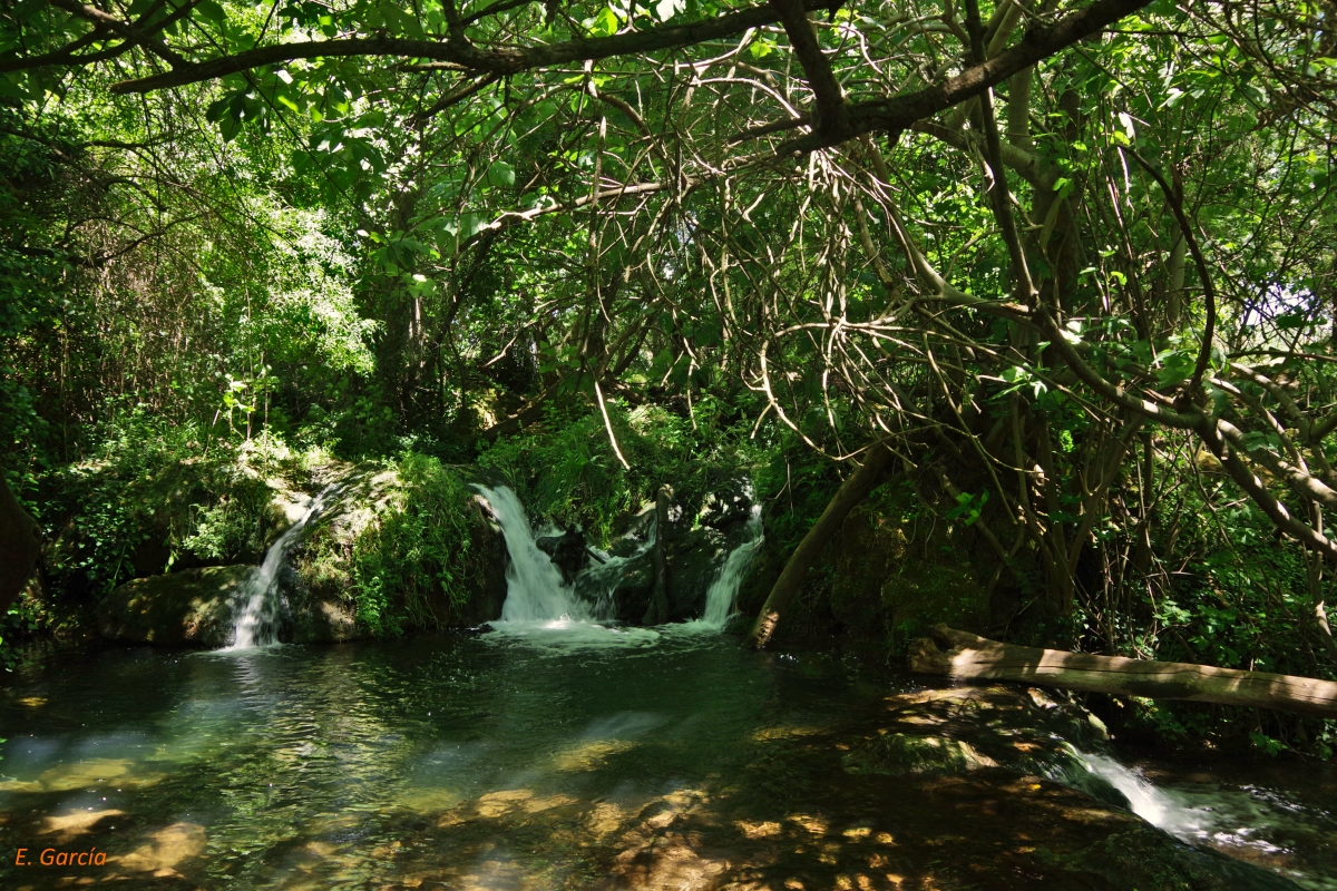 Bosques de Galeria