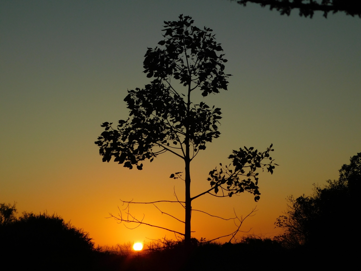 Atardecer en la parcela 1