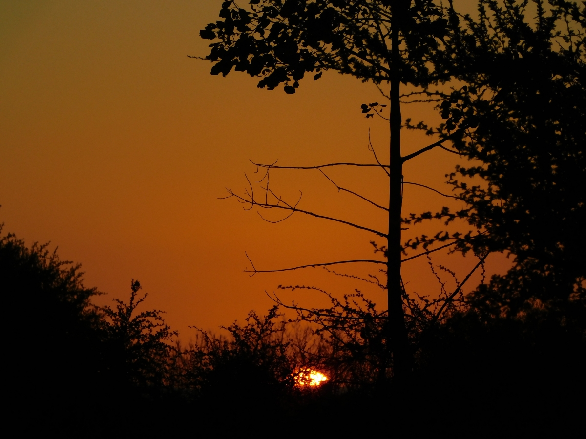 Atardecer en la parcela 1