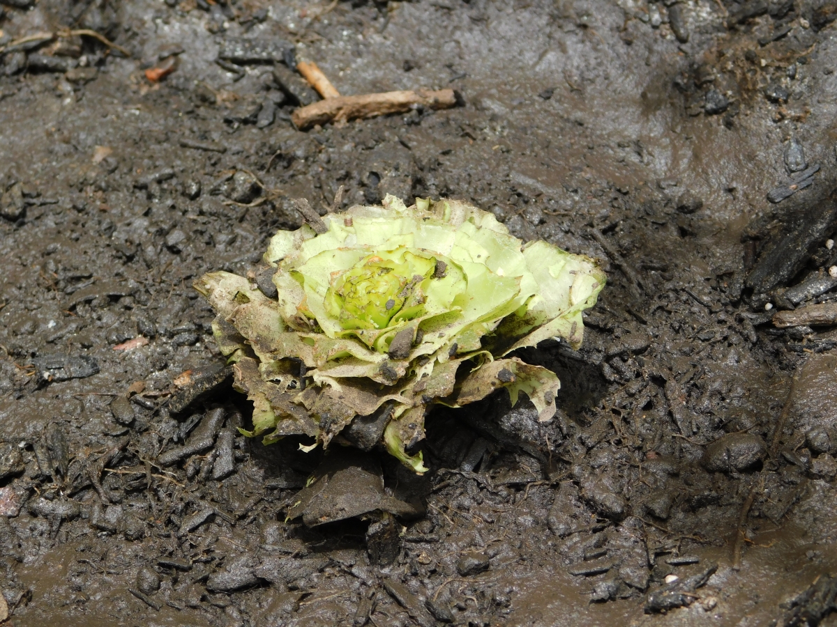 Despus de cortar la lechuga viene la otra