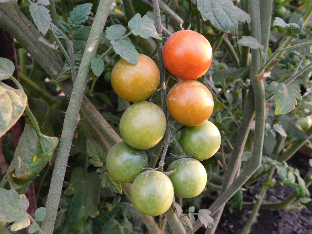 Tomates Chery de la huerta