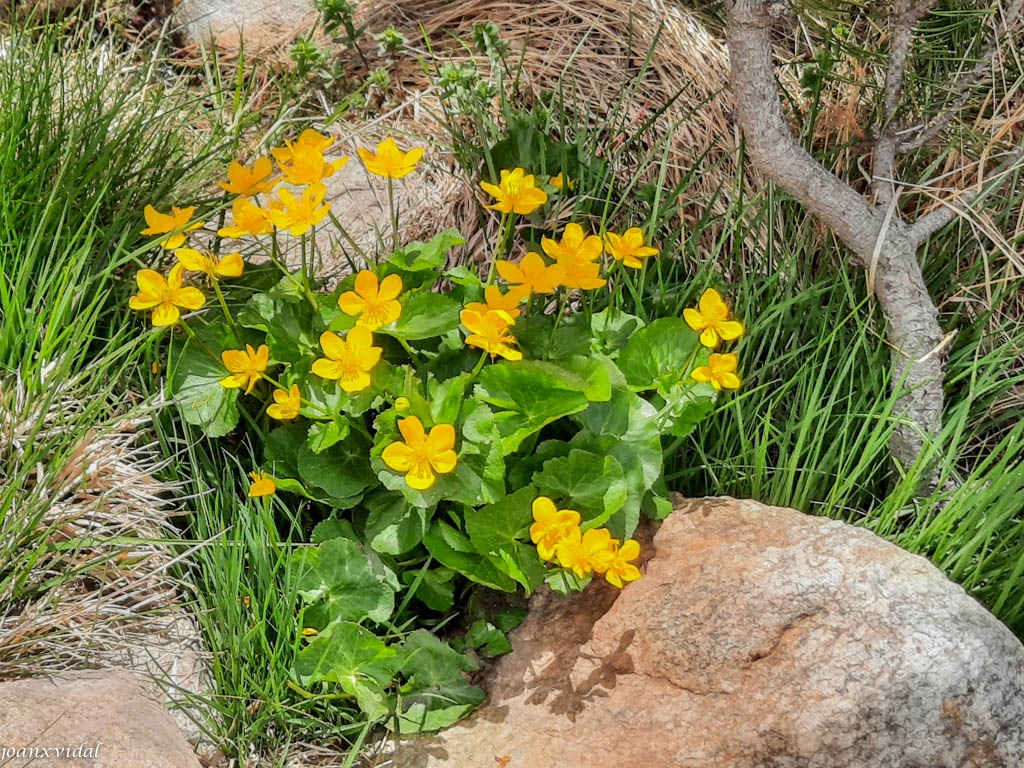 FLORA PIRINEICA