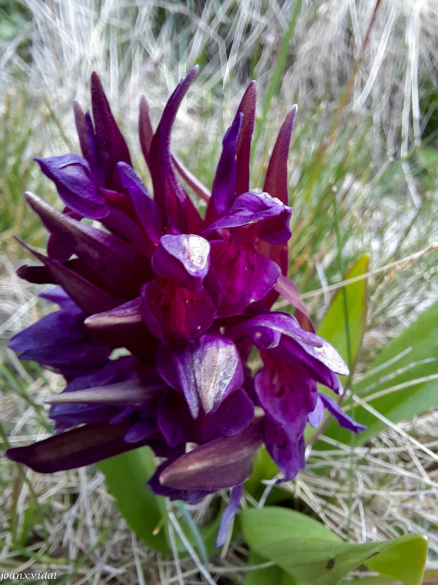 FLORA PIRINEICA