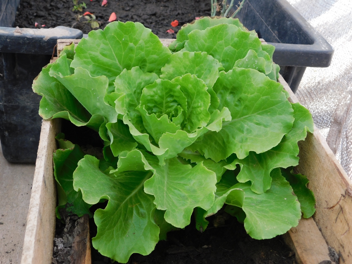 Lechuga de la huerta