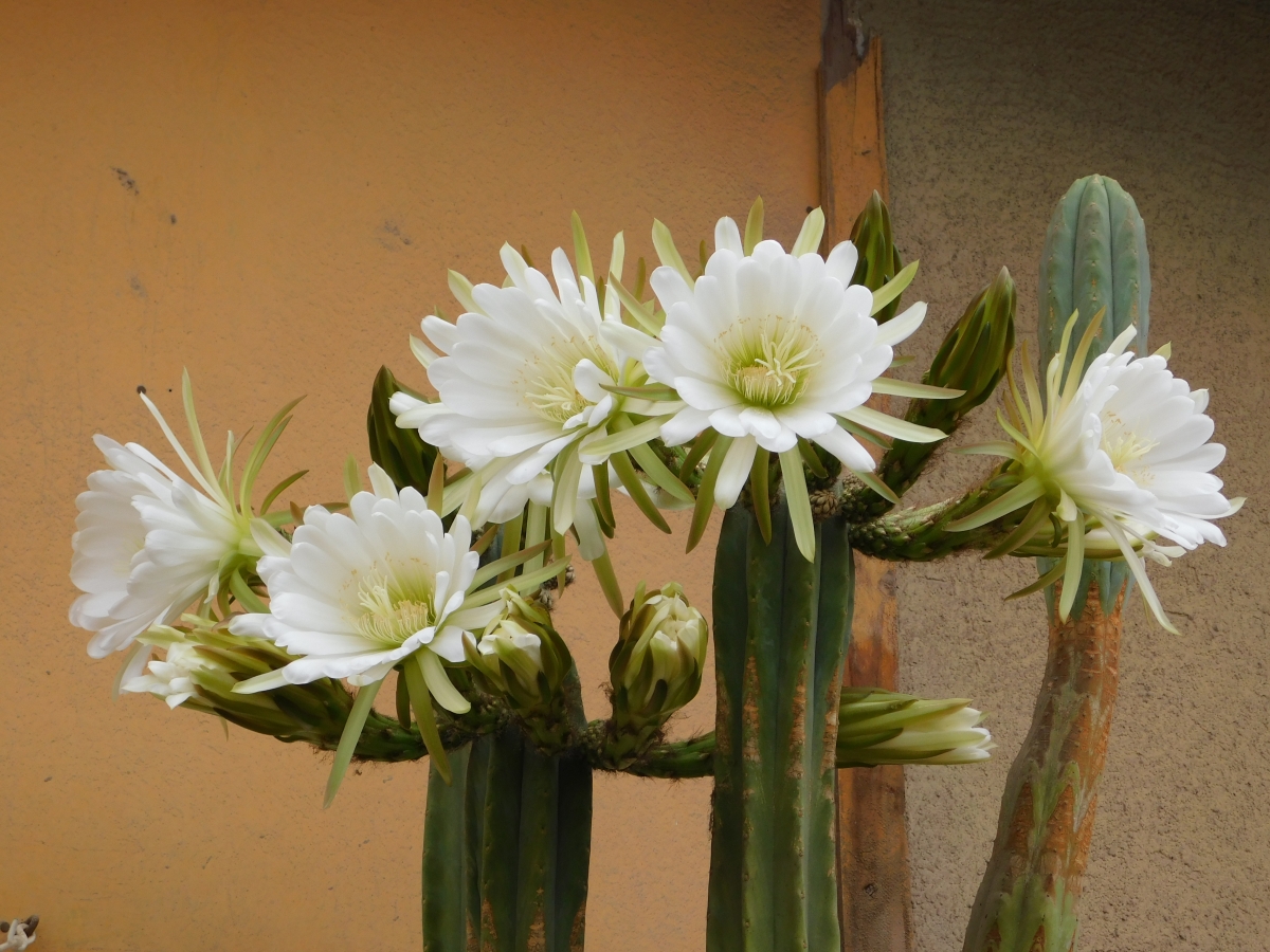 Las maravillas de los captus