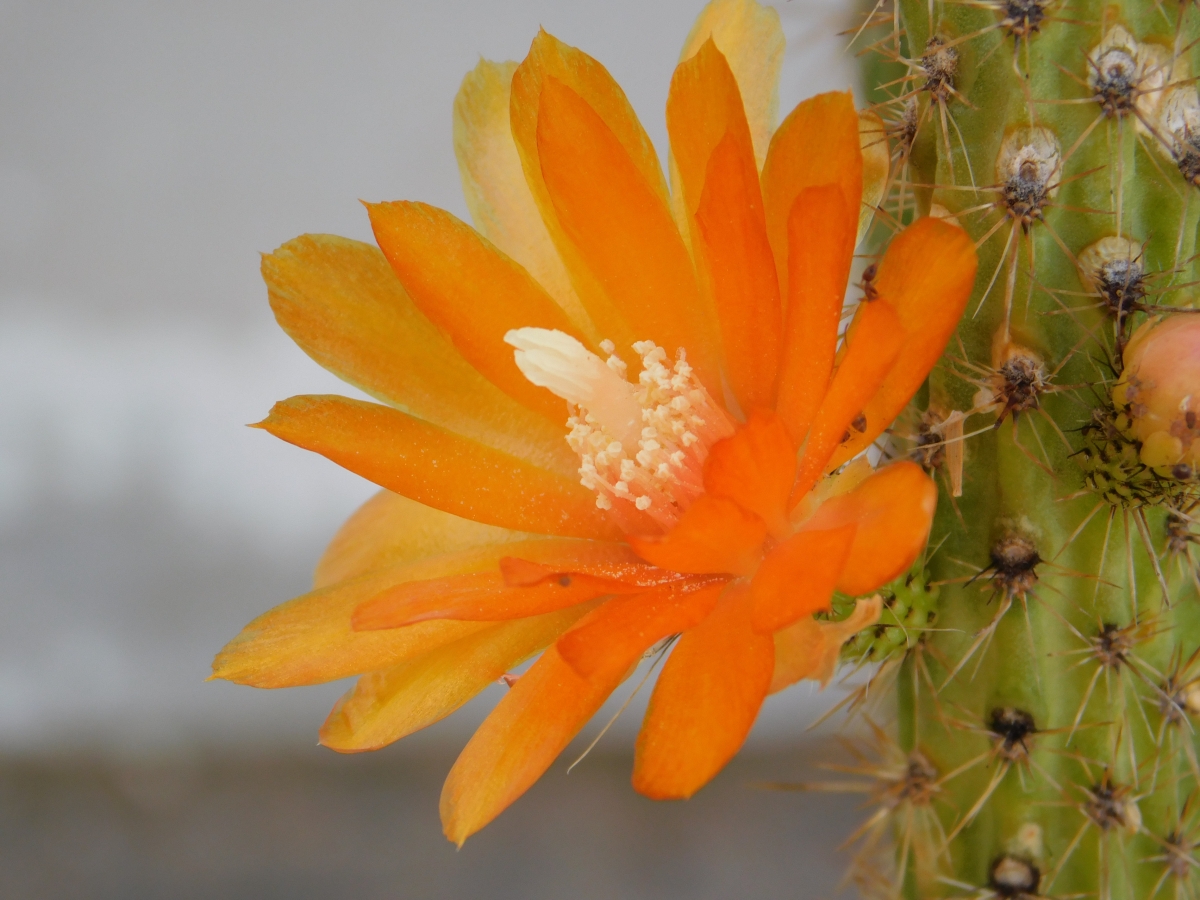 Otra variedad de captus con su flor