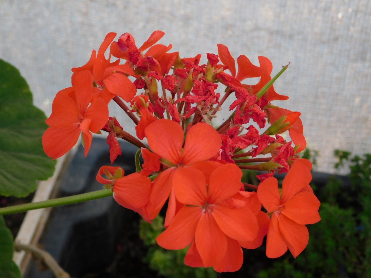 La flor del cardenal