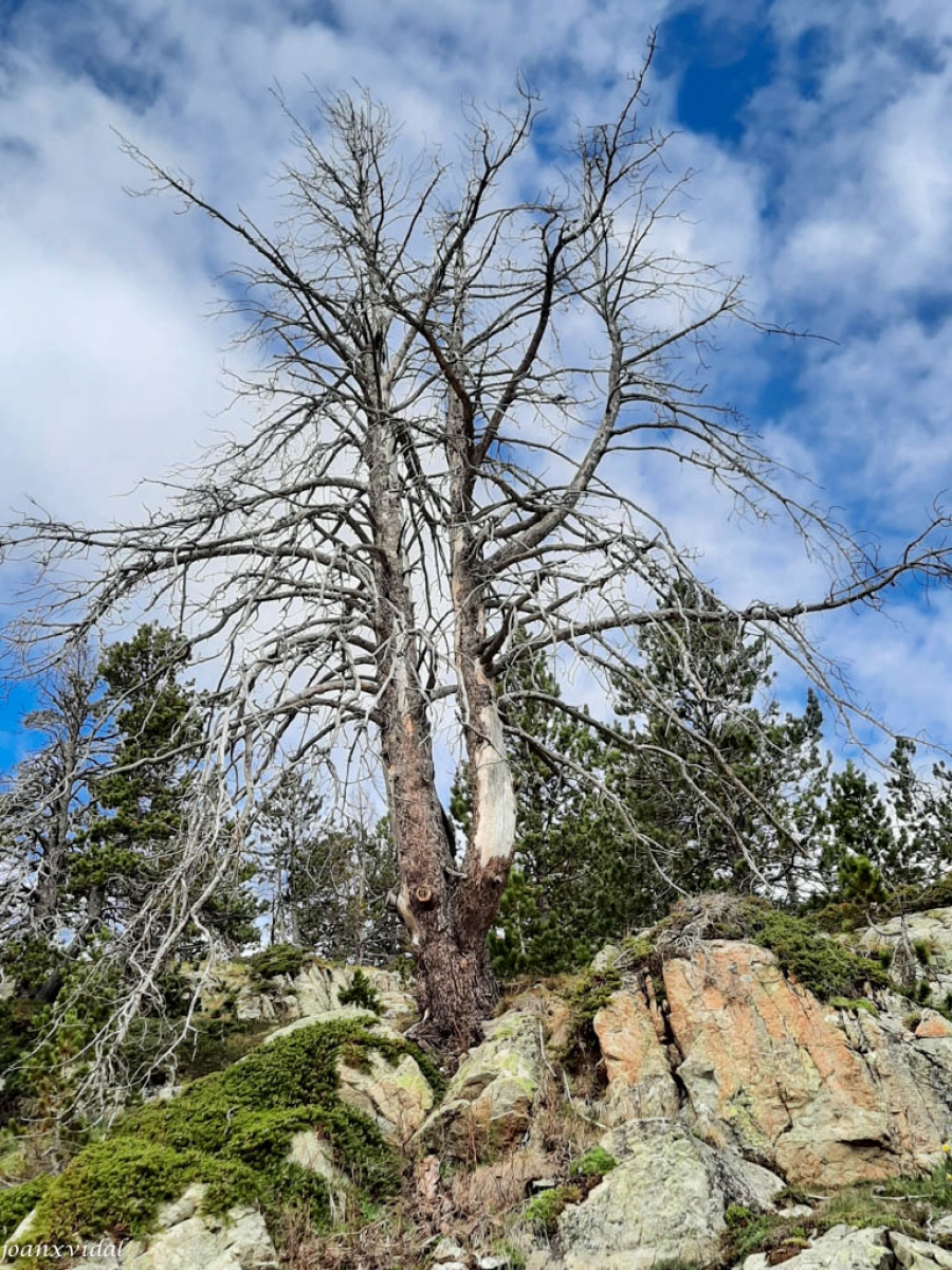 COM UN ARBRE NU