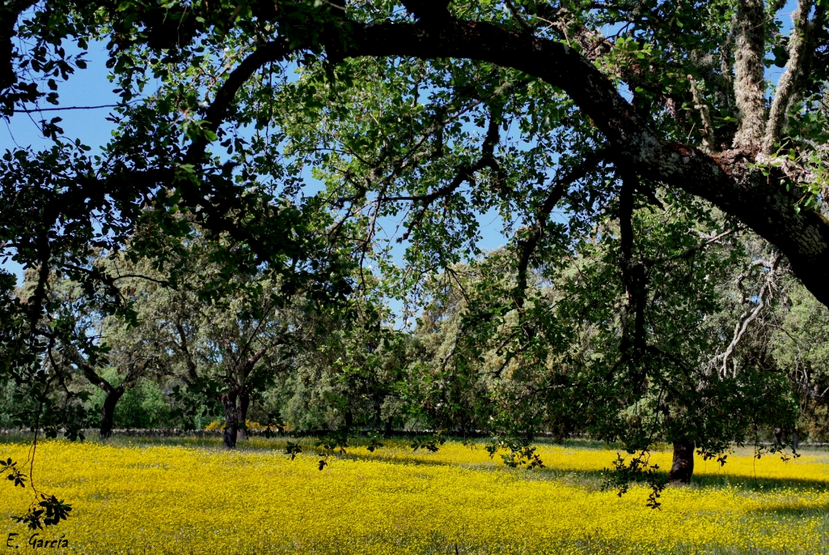 Paisajes de Dehesa XVII