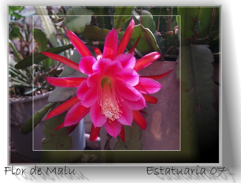 Flor de Malu