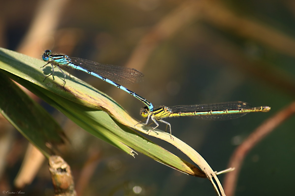 Te pille (Zygoptera)