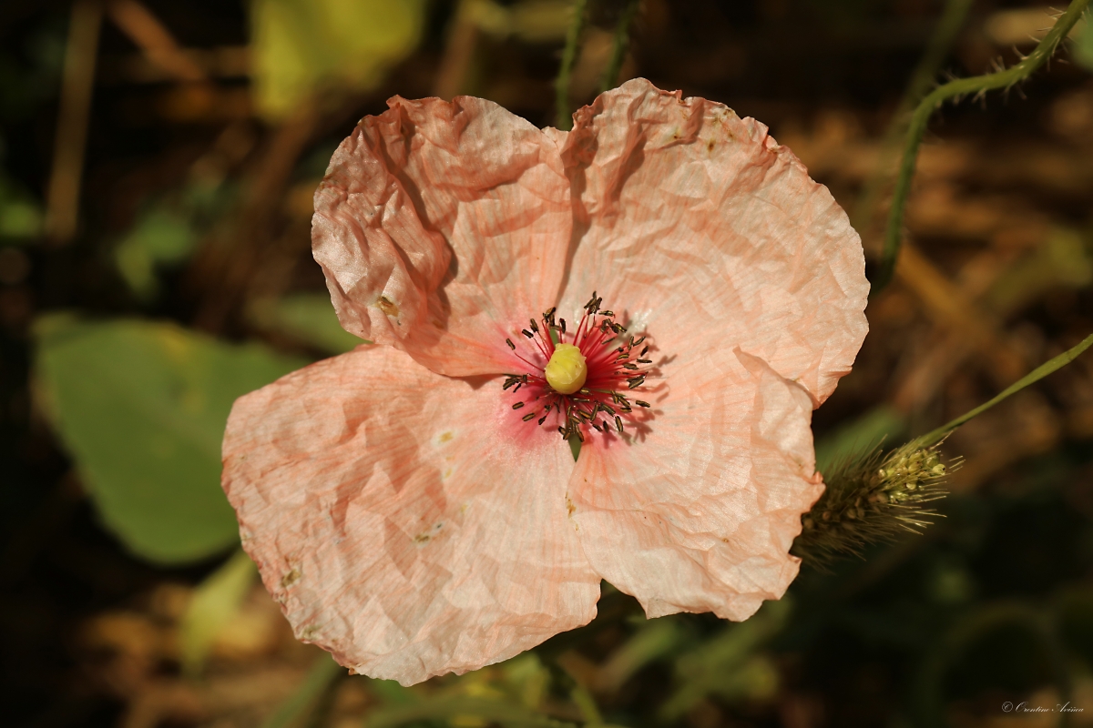 Amapola blanca