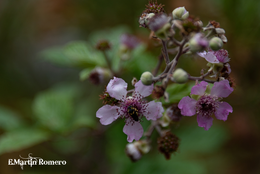 Flor de zarza