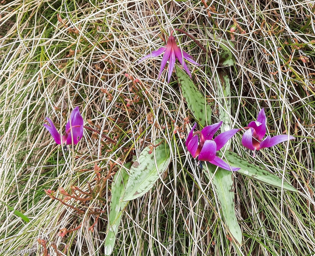 FLORA ALPINA