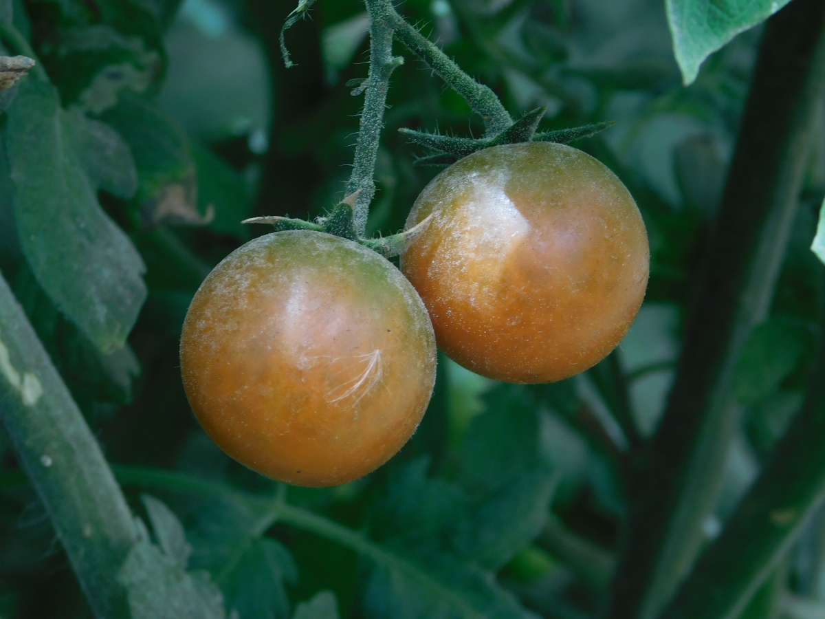 Tiqui taca, hecho de dos tomates cherry 