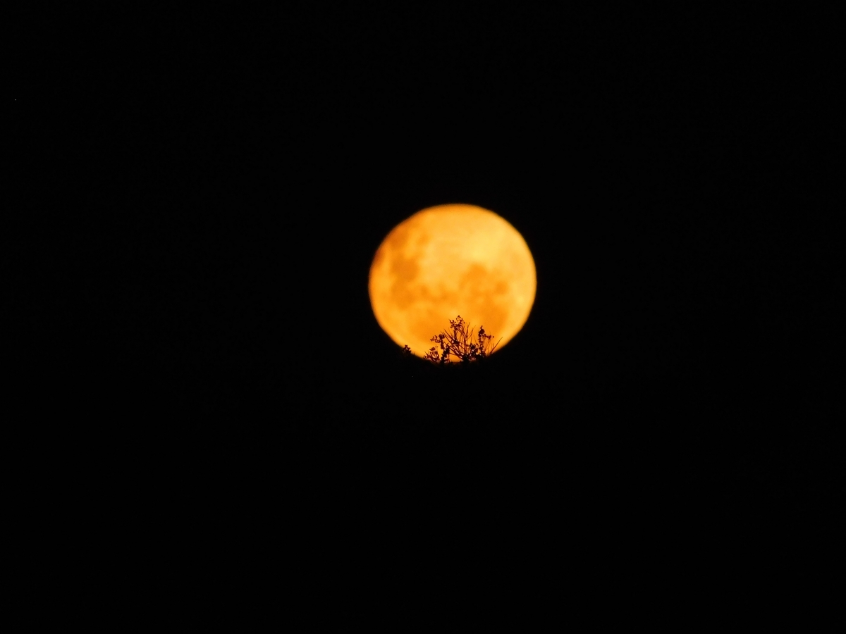 Una rama acariciando la luna