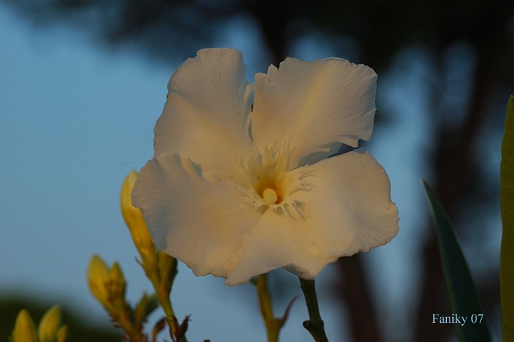 Adelfa al atardecer