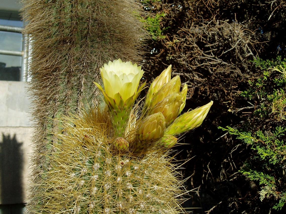 Flor de cactus🌵