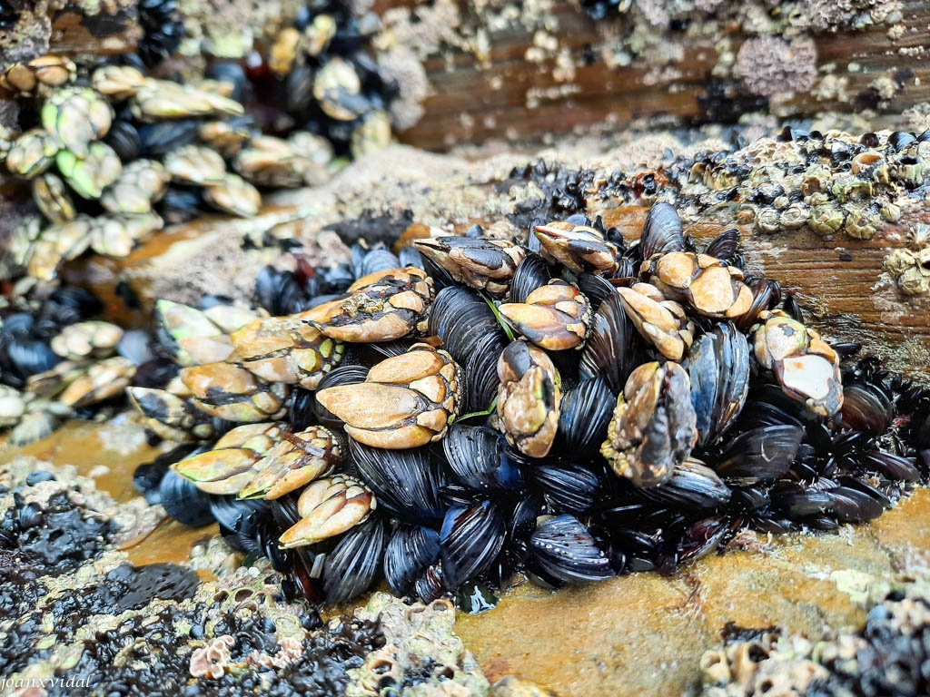 PERCEBES Y MOLUSCOS