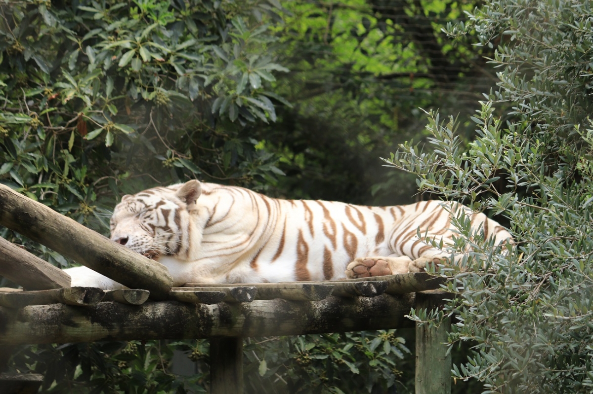 Tigre Branco a descansar