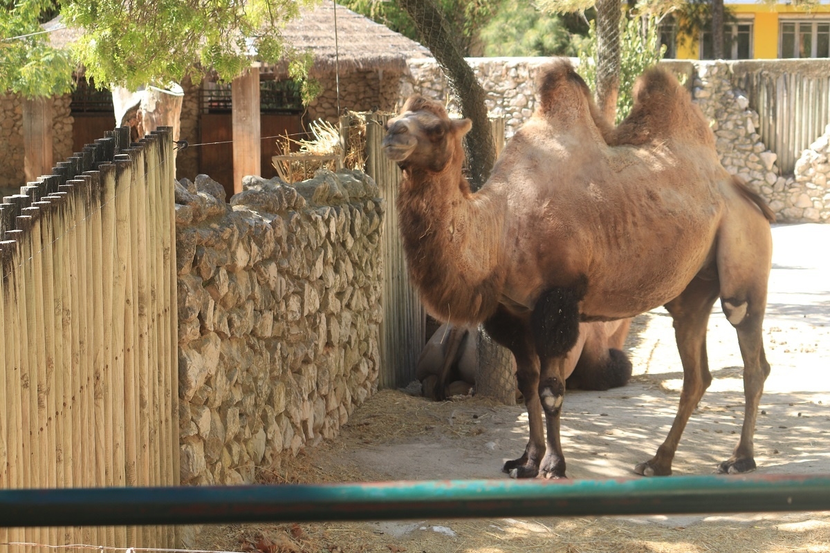 Camelo gozando as sombras