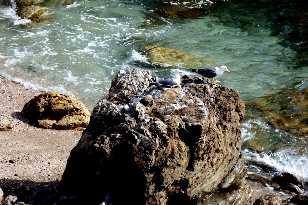 Las gaviotas aprovechan la roca para descansar y como punto de observacin