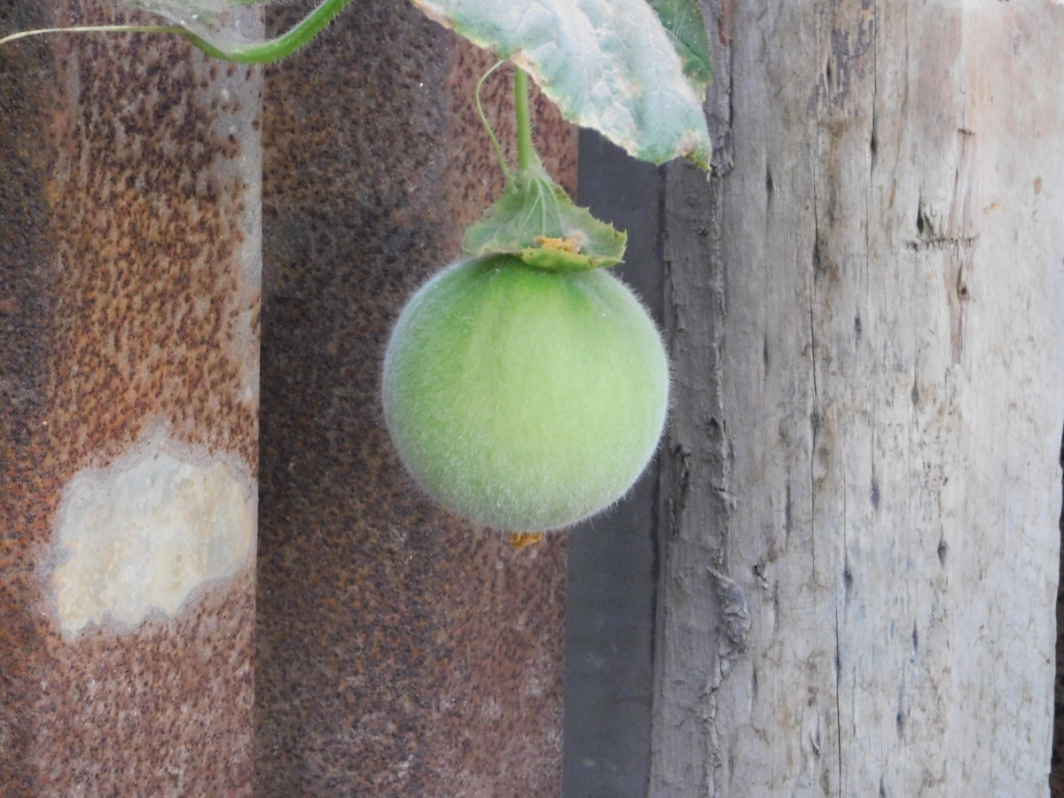 Cosechando melones naturales