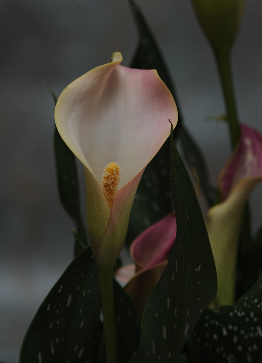 Flor de Cala o lirio de agua