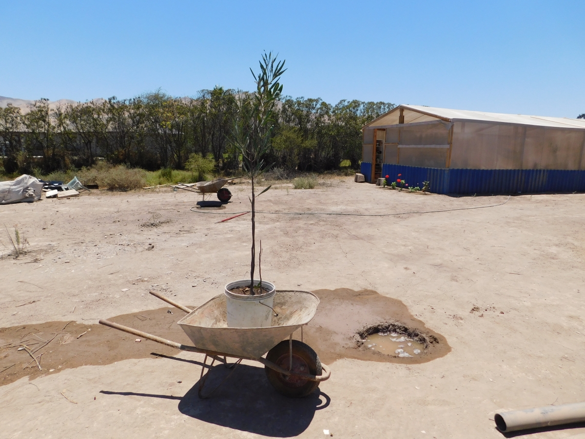 Filtrndose el agua estamos listos para plantar