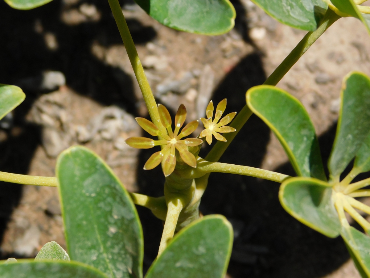 Flores del jardn