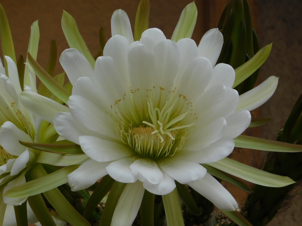 Flor del captus