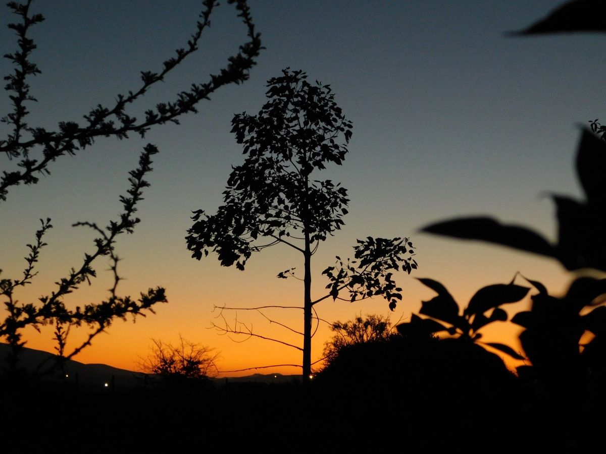 Atardecer en la parcela 1