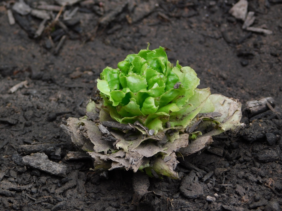 Segunda lechuga de la misma cosecha