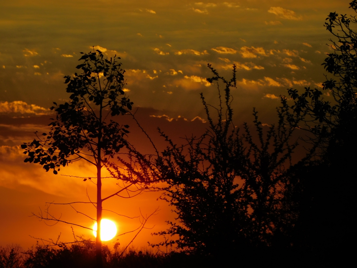 Atardecer en la parcela 1