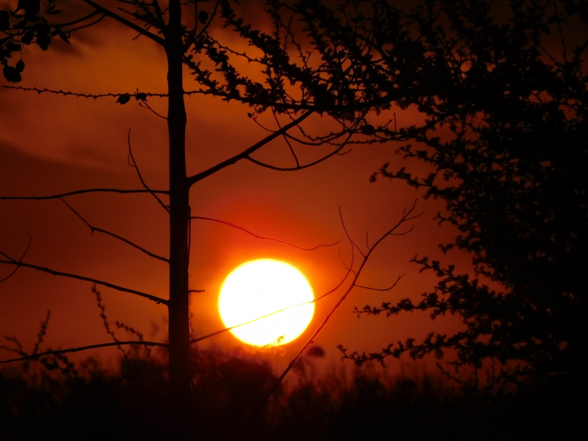 Atardecer en la parcela 2