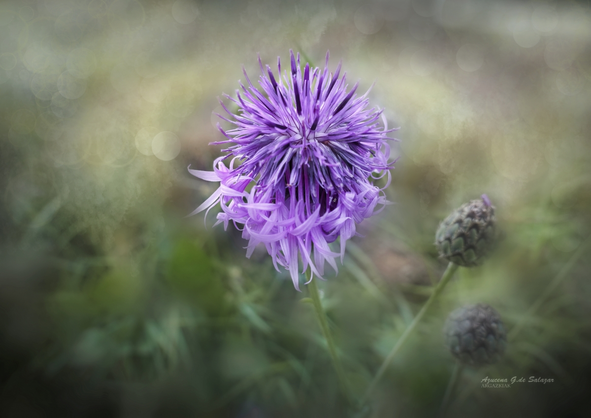 una flor