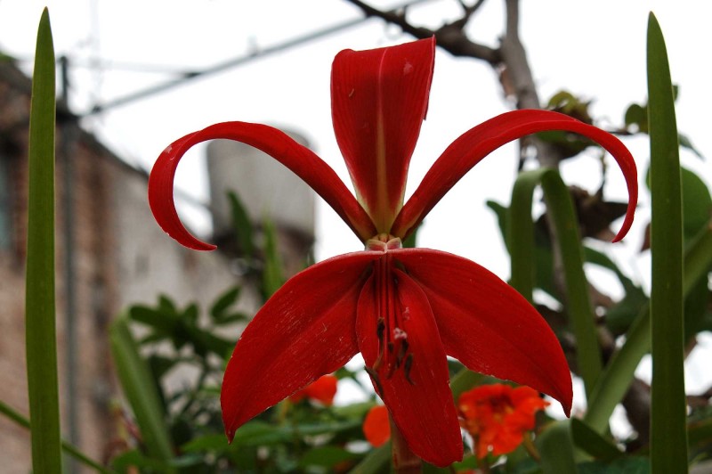 La Dama De Rojo