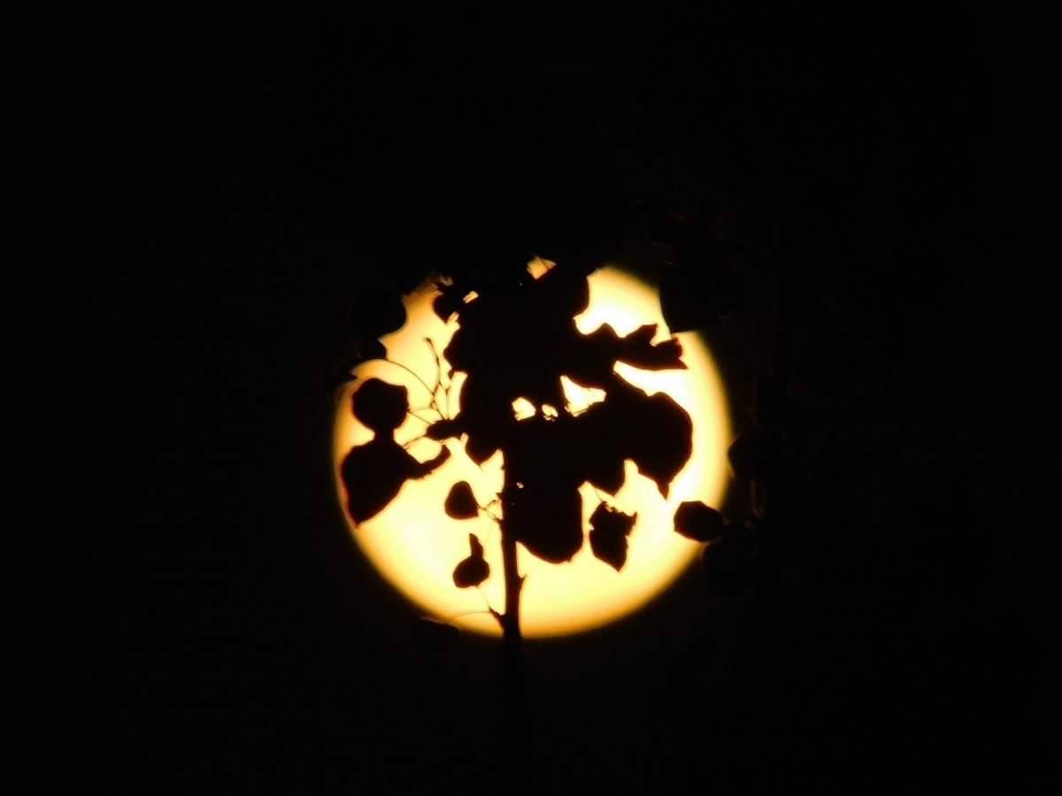 La luna enredada en una rama jajajaja