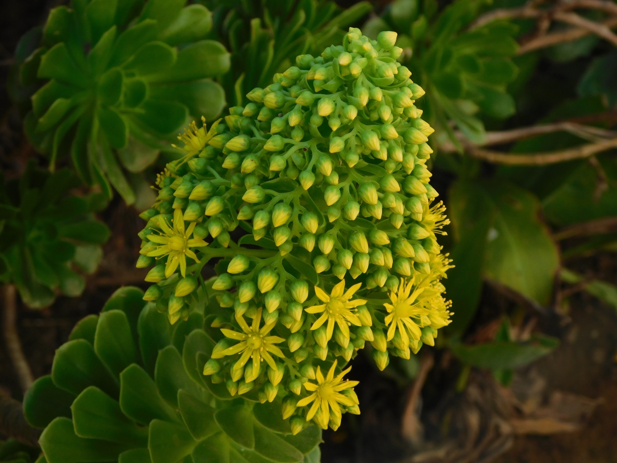 Est es su forma, le falta que abran todas las flores, es hermosa