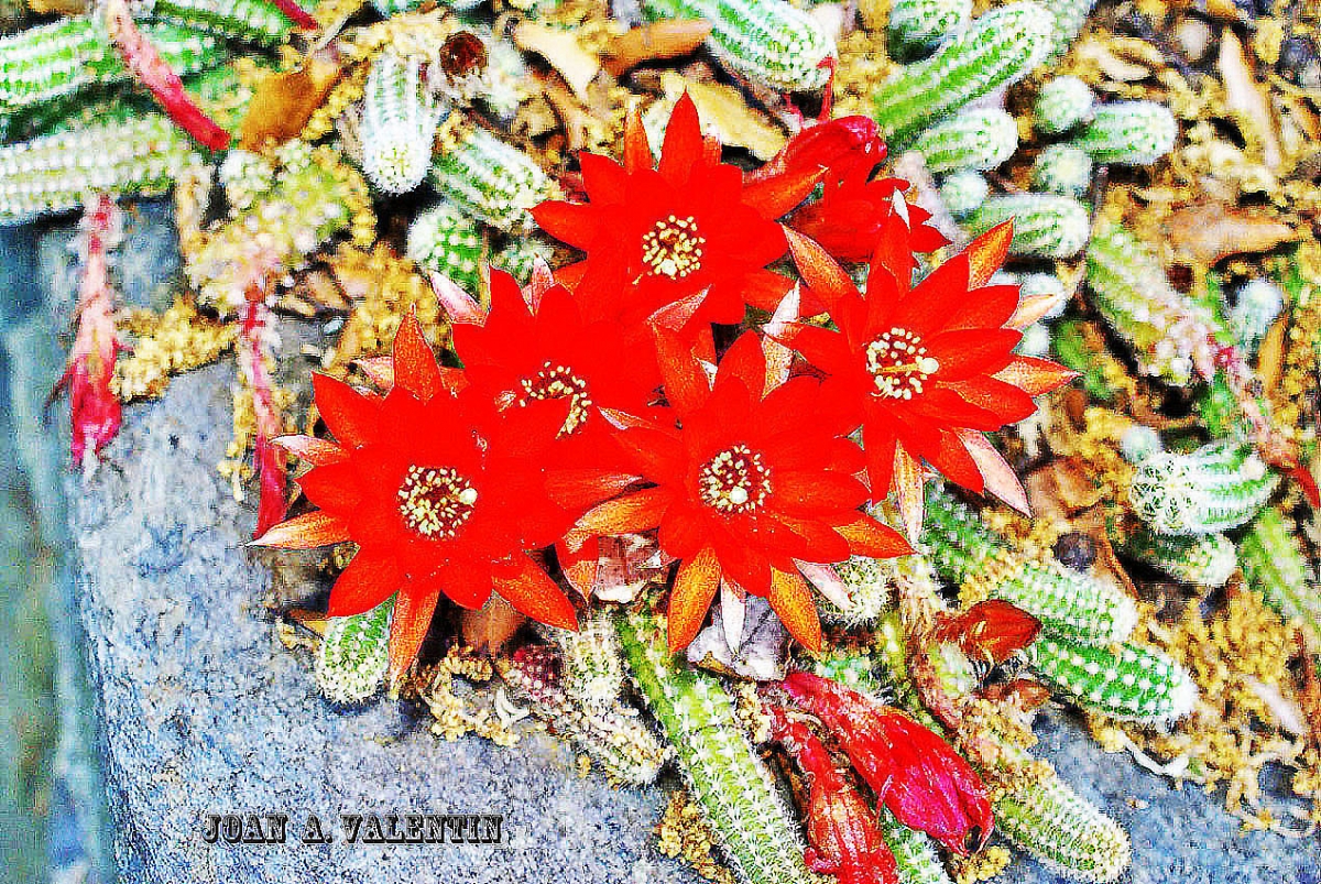 Flor de cactus.