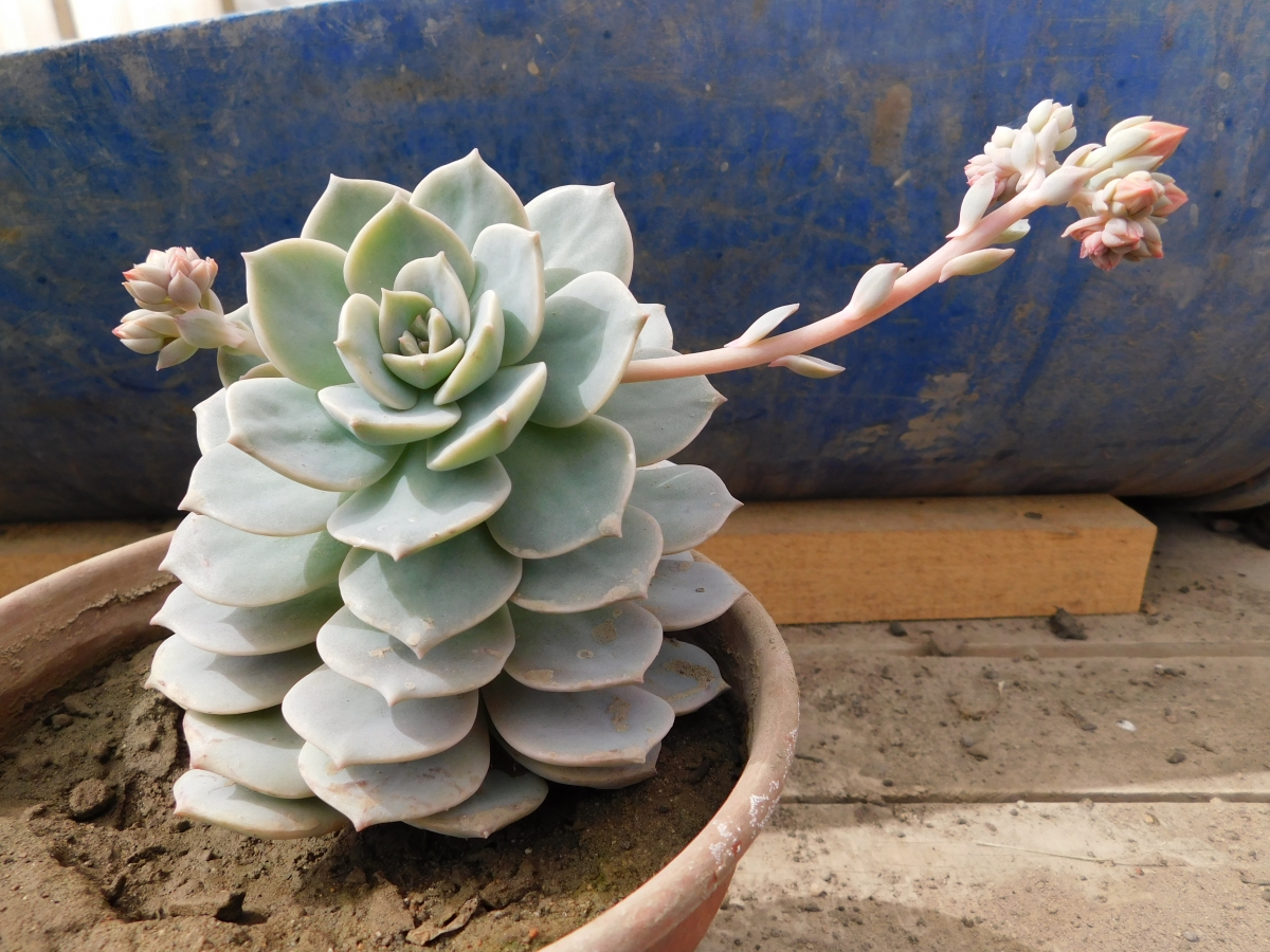 Suculenta pronto a dar una flor