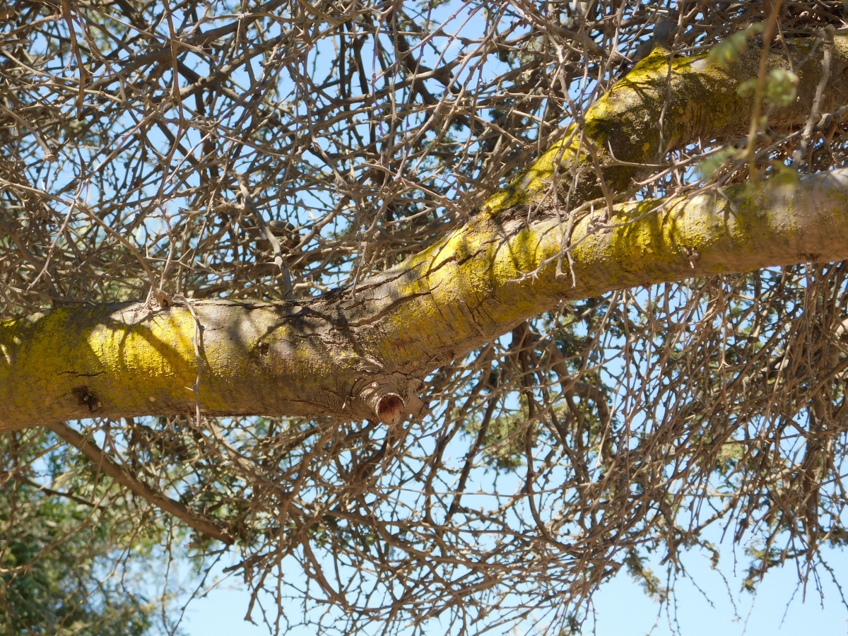 El tronco mohoso de color amarillo