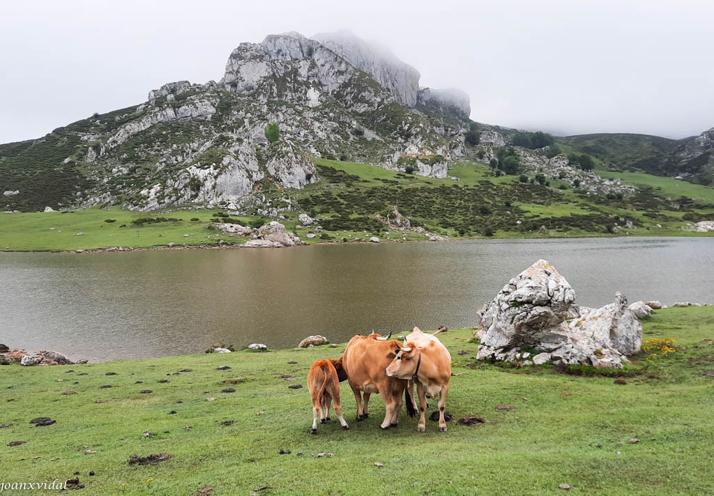 LAGO ENOL