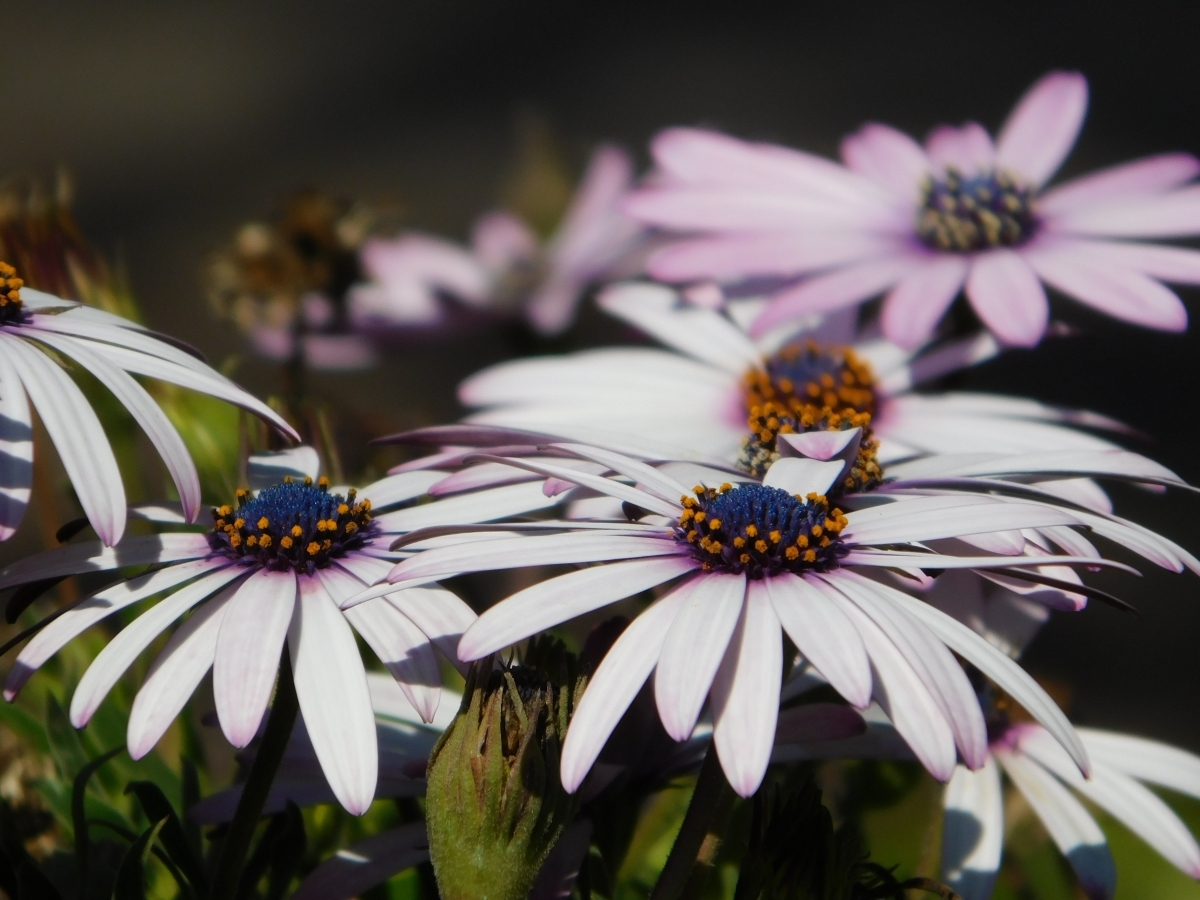 Otro ngulo para estas maravillas de flores