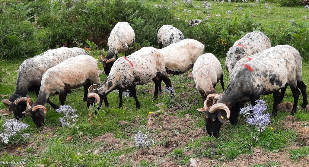 REBAO DE OVEJAS