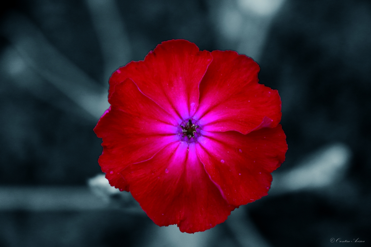 Silene coronaria