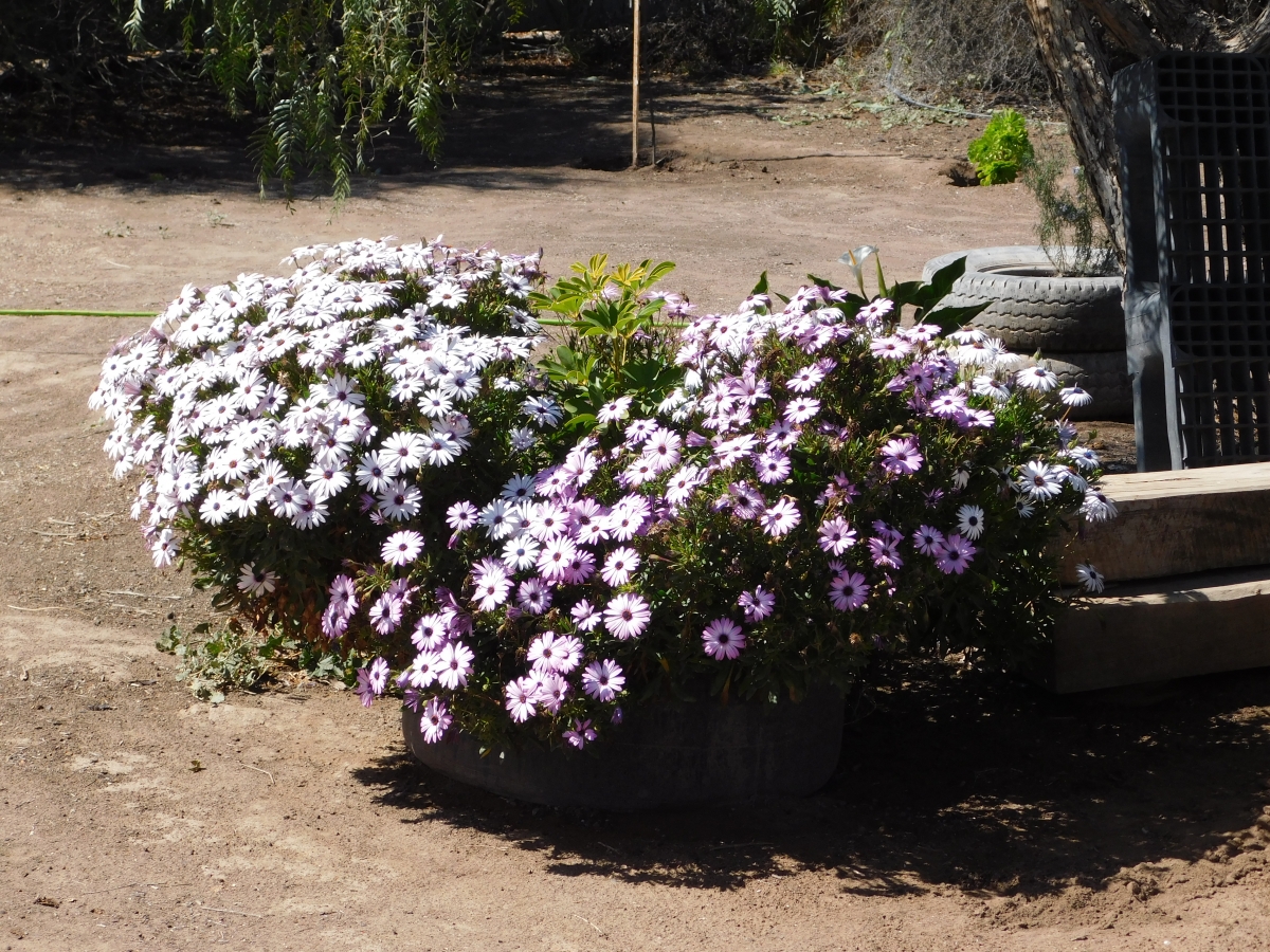 Un ramillete de hermosas flores