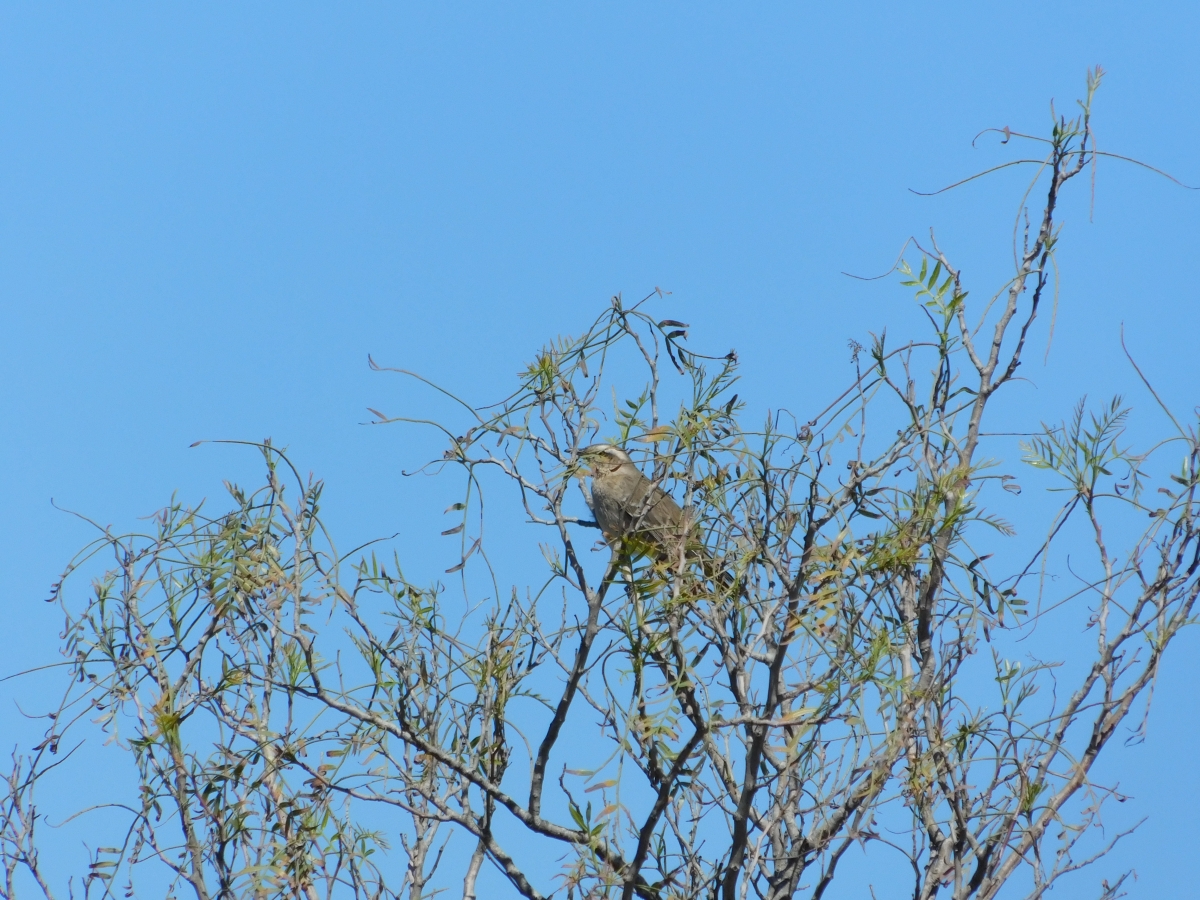 La sequedad de los rboles no es motivo para que las aves no posen en l