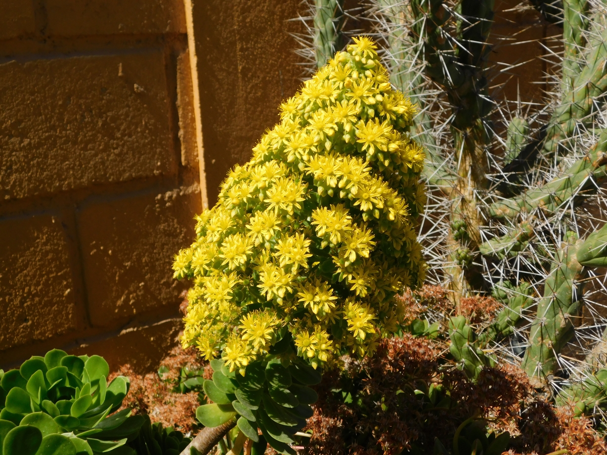 Un acercamiento de est flor no est mal